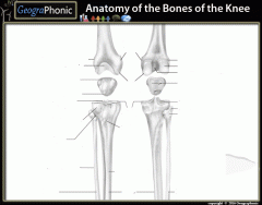 Anatomy of the bones of the knee joint