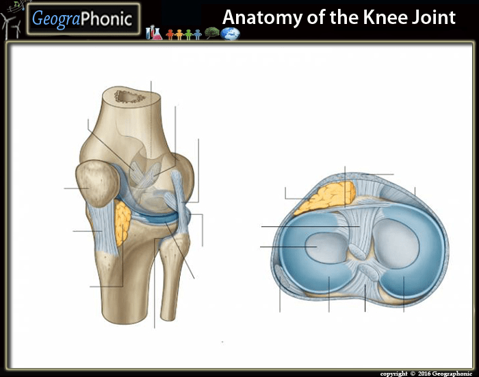 Anatomy of the Knee joint Quiz