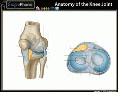 Anatomy of the Knee joint