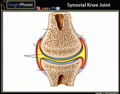 Synovial Knee Joint