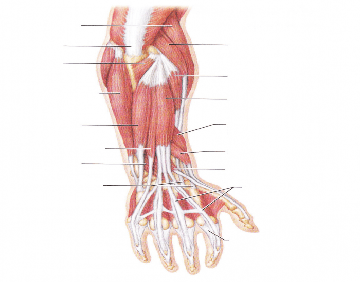 Posterior Arm Muscle Labeling Quiz