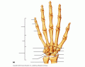 Appendicular Skeleton- Hand