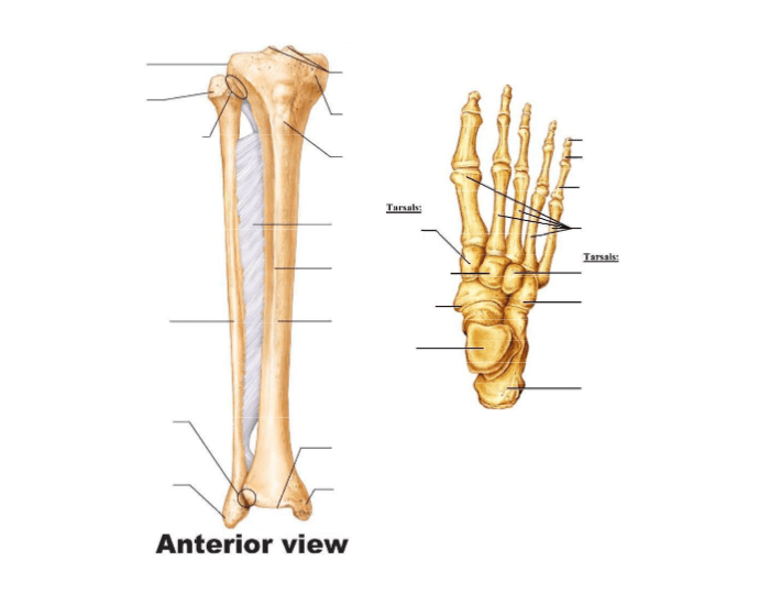 lower limb anatomy