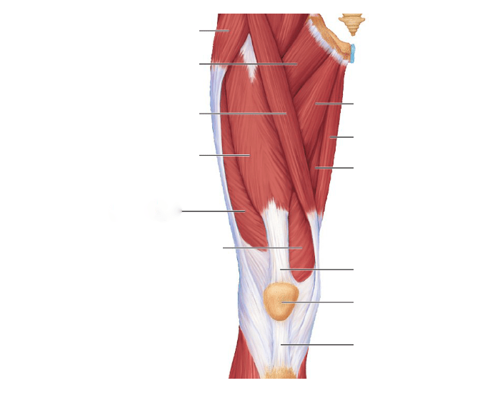 Upper Leg Muscles (Anterior View) Quiz