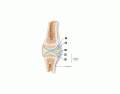 Anatomy of a Synovial Joint