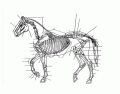 Skeletal System of a Horse