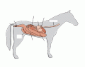 Horse digestive system 