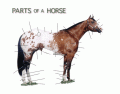 Surface Anatomy of a Horse