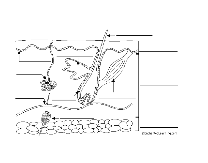 Integumentary System Labeling Quiz