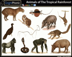Game | Animals of the Tropical Rainforest