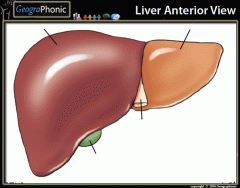 Anterior View of liver (basics)