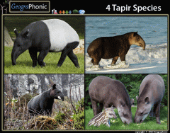 4 Tapir Species