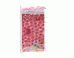 Skin Layers & Cells