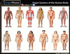 Organ Systems of the Body