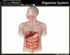 Digestive System (organs)