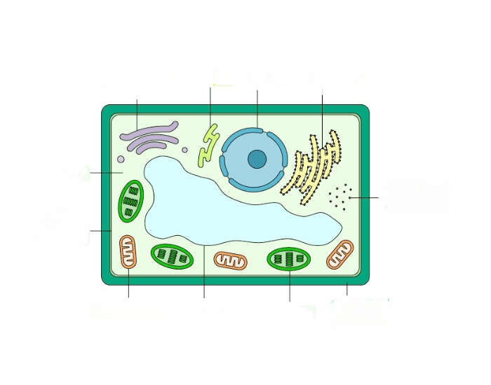 Plant Cell Anatomy Quiz plant-cell-anatomy-quiz