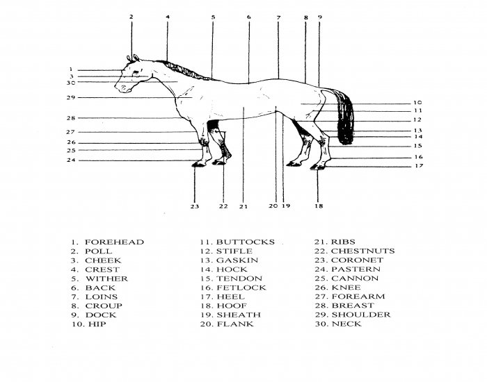 Parts of Horse Quiz
