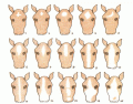 Horse Facial Markings - dot quiz