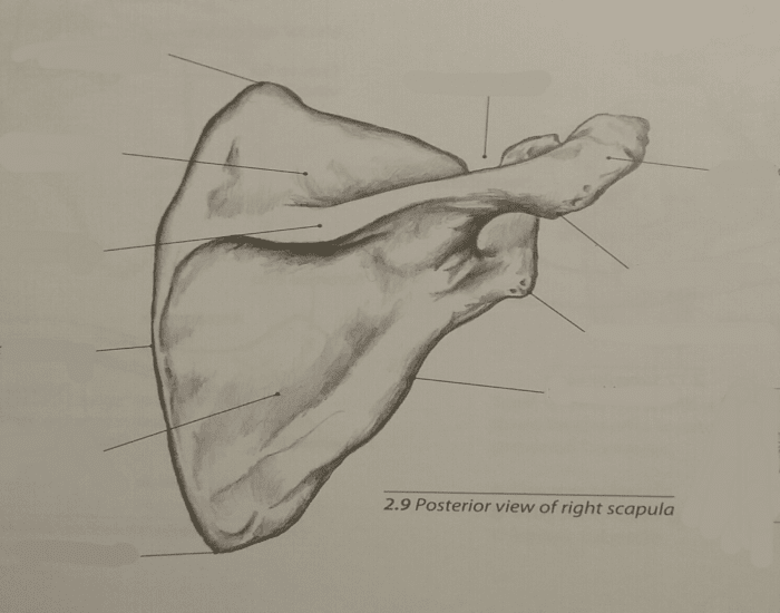 Bony Landmarks of the Scapula — Printable Worksheet