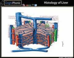 Histology of Liver