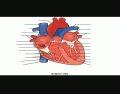 Anterior Heart Anatomy