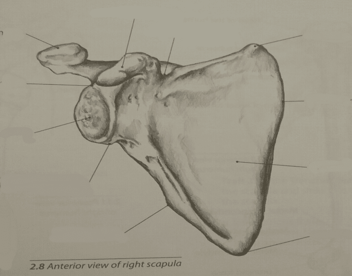 Scapula bony landmarks quiz