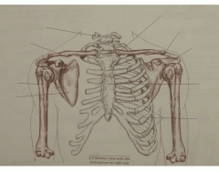 Bones of the Shoulder and Arm