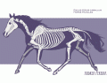 Locate the skeleton of the horse - Shape Quiz
