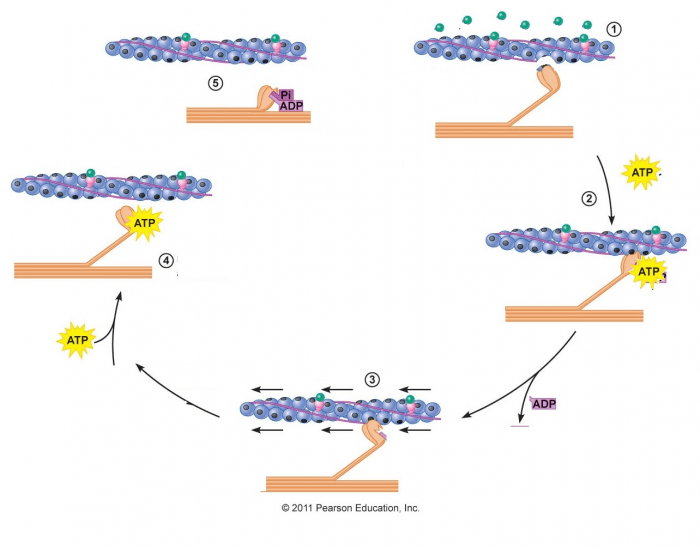 steps of muscle contraction diagram
