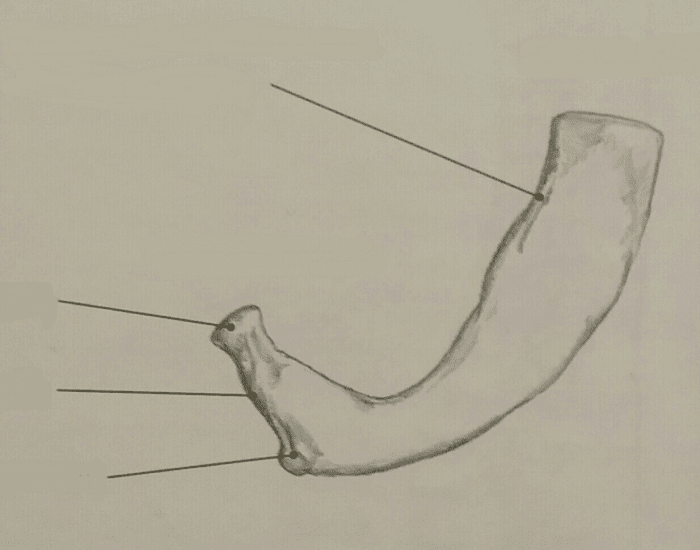 Bony Landmarks of the First Rib Quiz