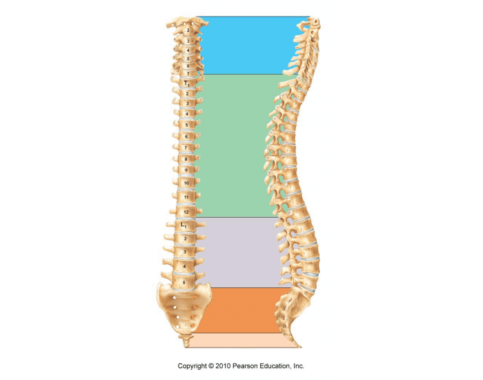 Spinal Column Worksheet Vertebral Column Labeling — Printable Worksheet