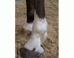 Horse Facial and leg markings - MATCHING GAME