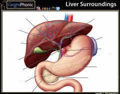 Liver Surroundings
