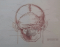 Bones of the Head (Posterior View)