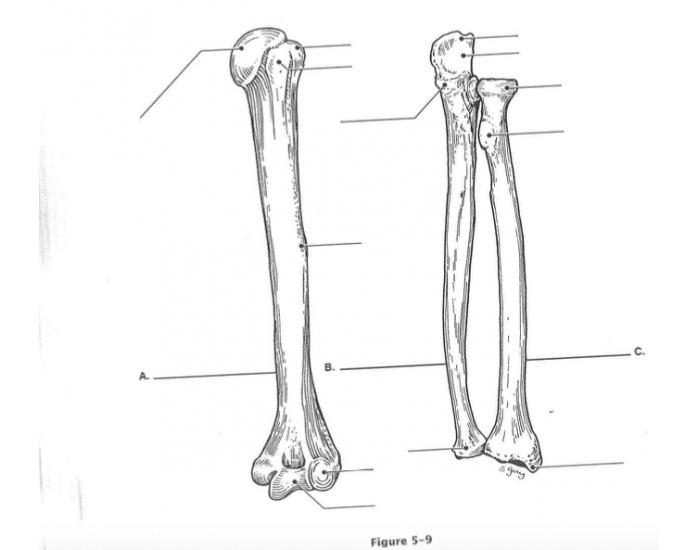 Labeling Arm Anatomy Quiz