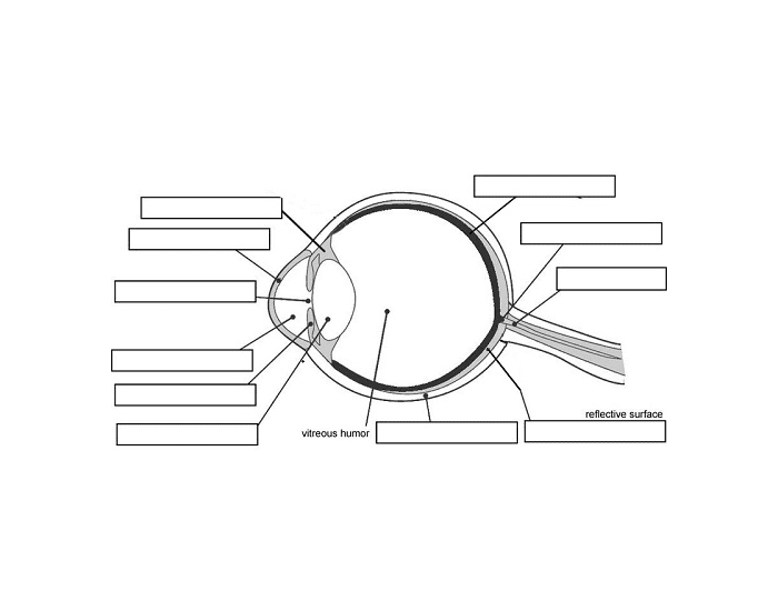 Label the human eye Quiz