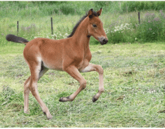 How are horses aged? - MATCHING QUIZ