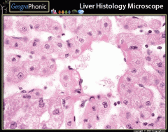 Liver Histology Microscope