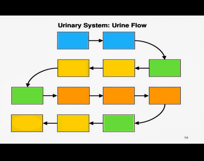 Urinary system: Urinary flow Quiz