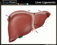 Liver Ligaments