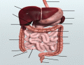 The Abdominal Organs 1