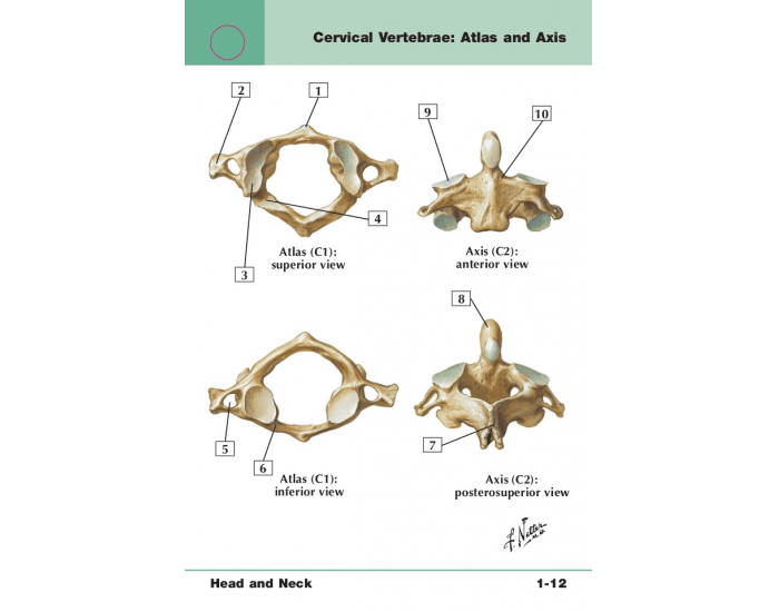 cervical vertebrae labeled axis