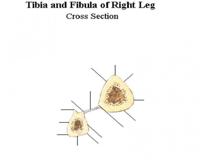 Tibia and fibula Cross section Quiz