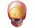 Honors Anatomy- Skull Posterior View
