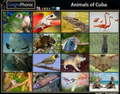 Game | Animals of Cuba