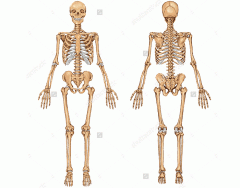 Skeleton by E&D