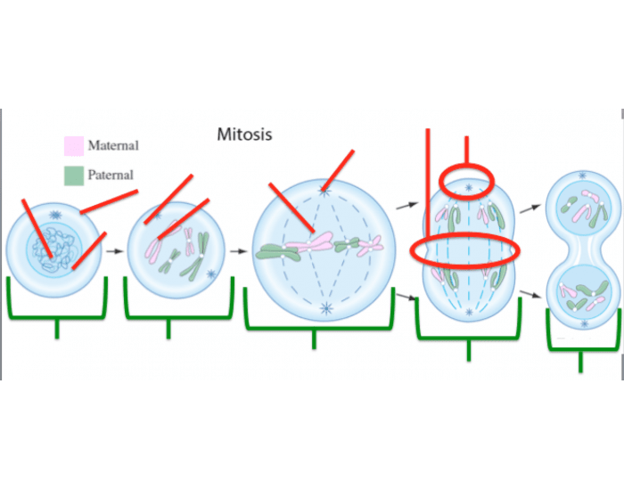 Mitosis Diagram 2018 Quiz Biology Diagrams