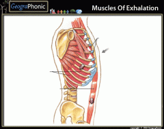 Muscles of Exhalation