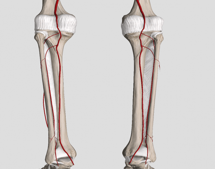 Posterior view Arterial Distribution Tib/Fib Quiz
