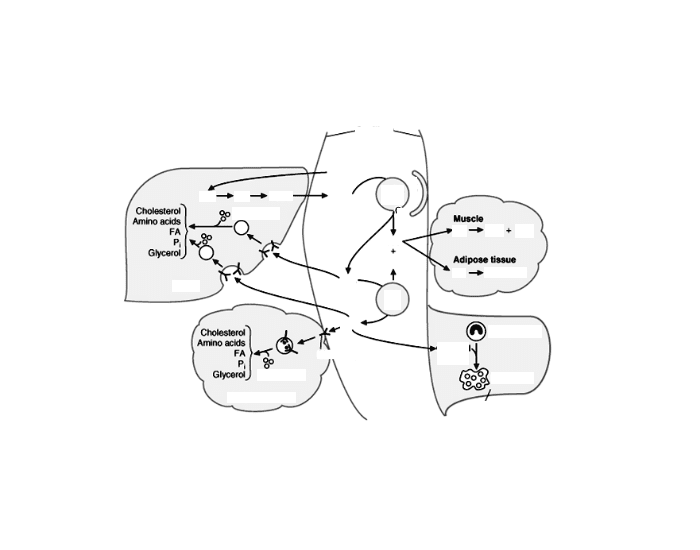 SLE Criteria (SOAP BRAIN MD) Quiz